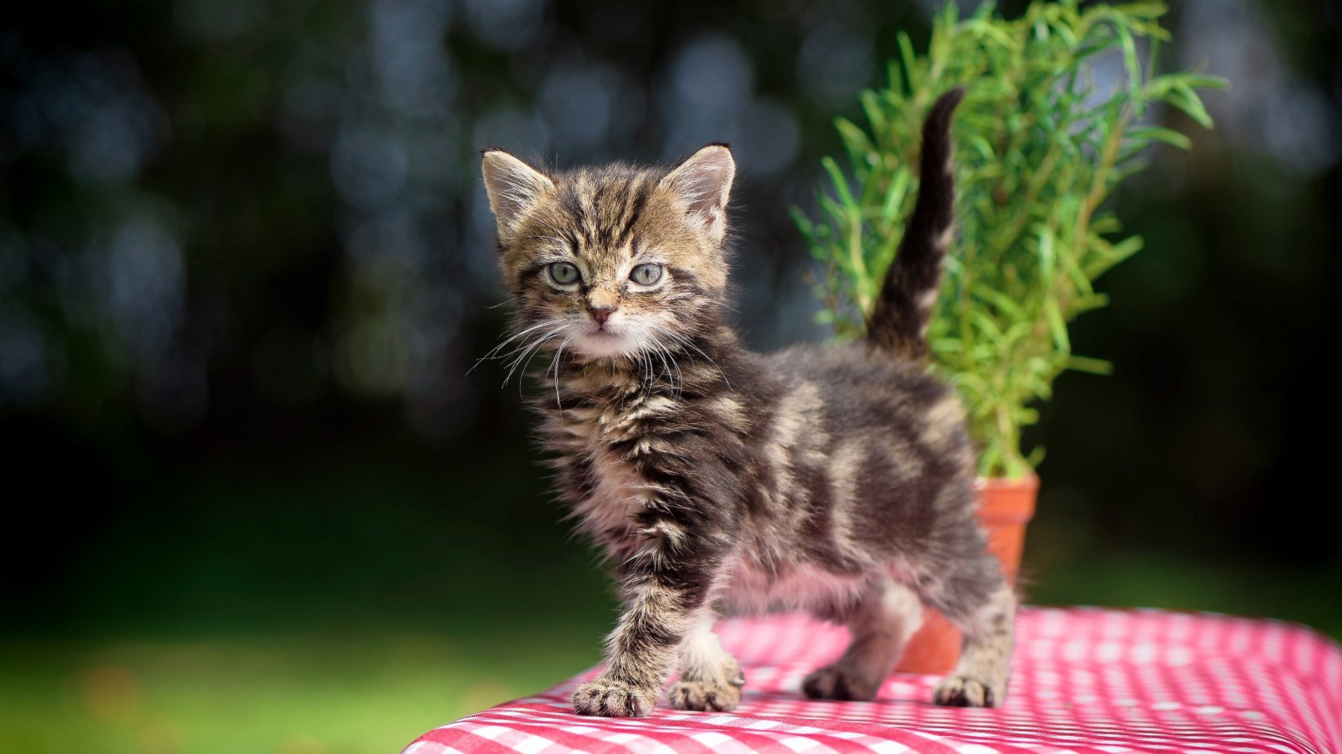 埃及男篮在非洲锦标赛中持续进步，体育影响持续扩大，埃及男子篮球队