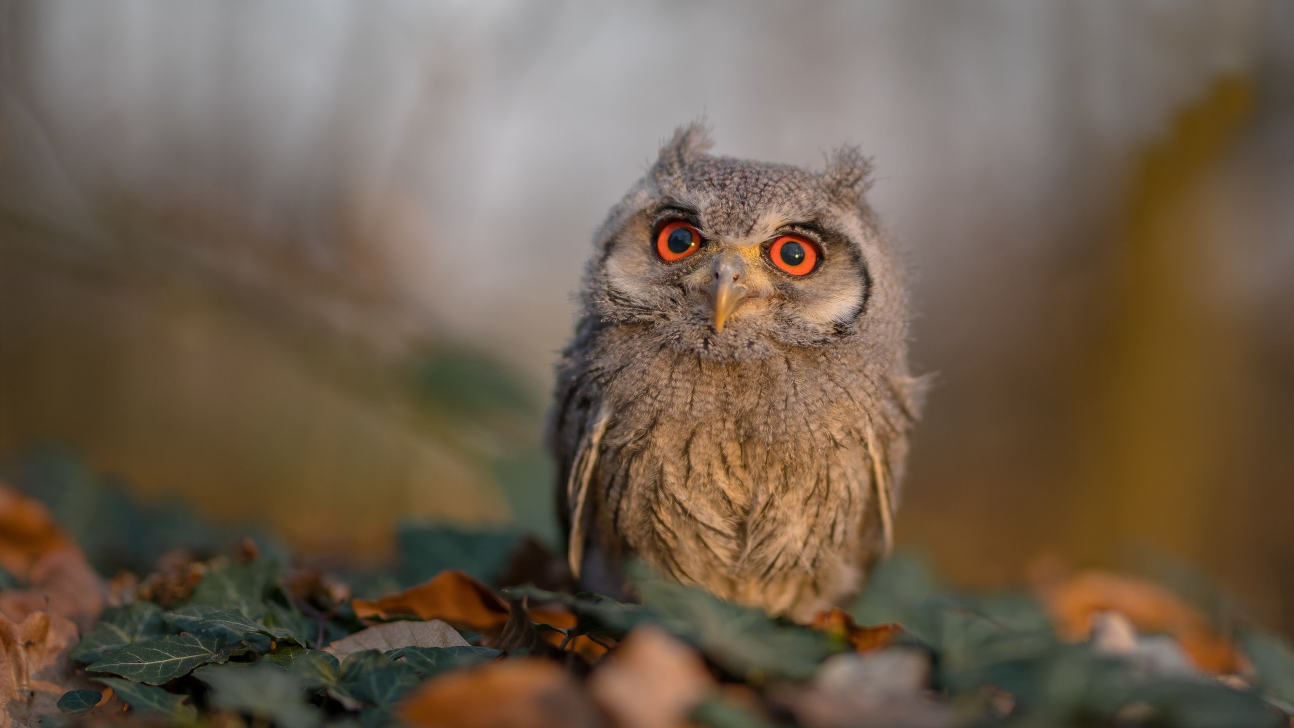 网球国际邀请赛中国选手突破八强，网球 中国